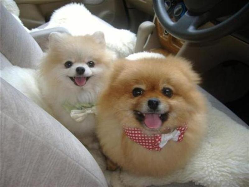 Two Pomeranian Dogs — Brown