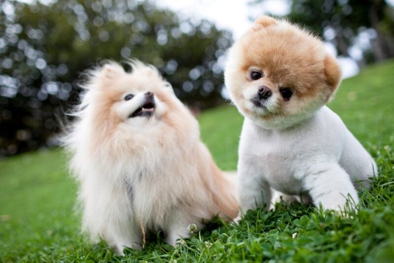 Two Pomeranian Dogs — Green