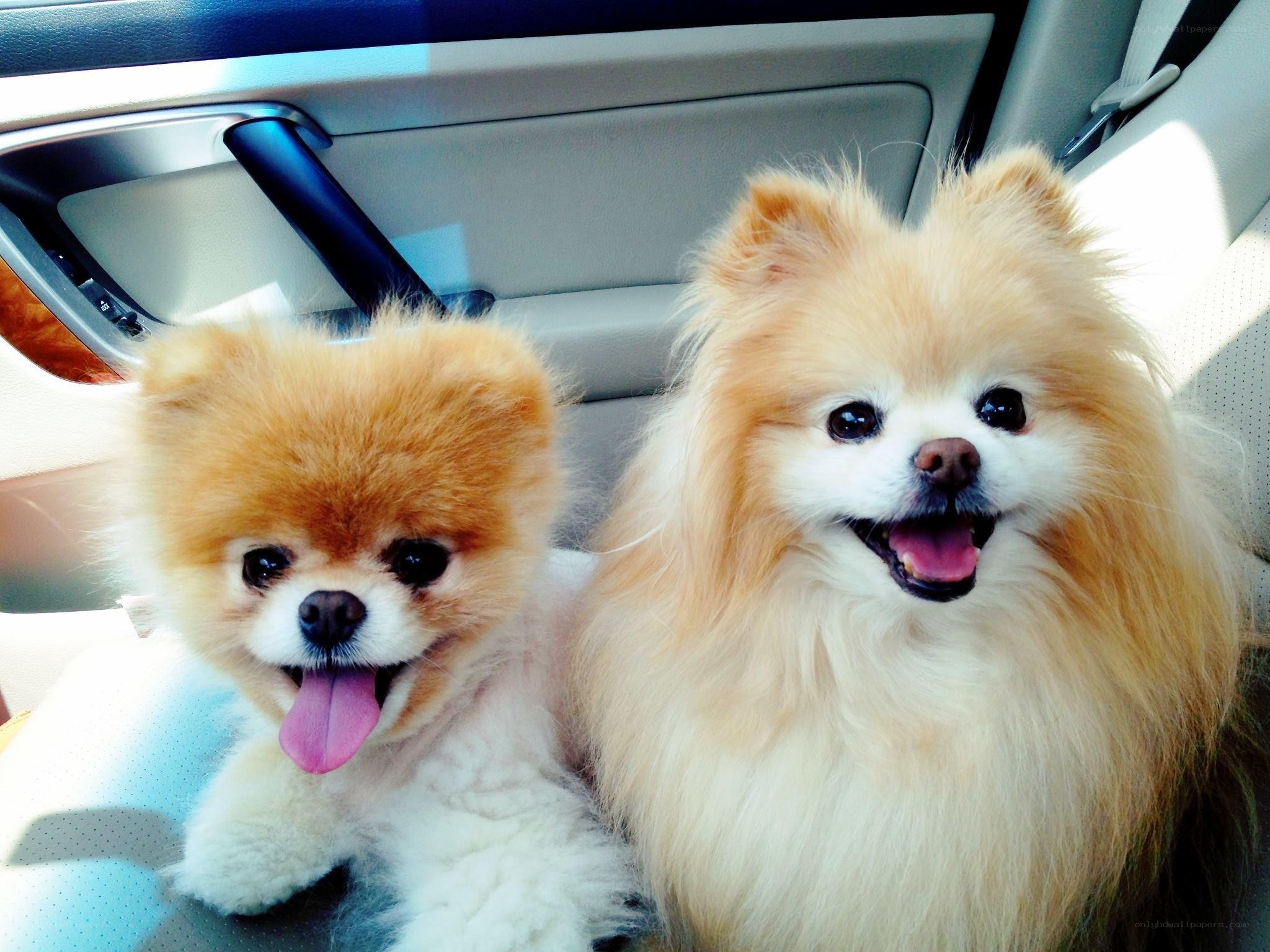 Two Pomeranian dogs in a car
