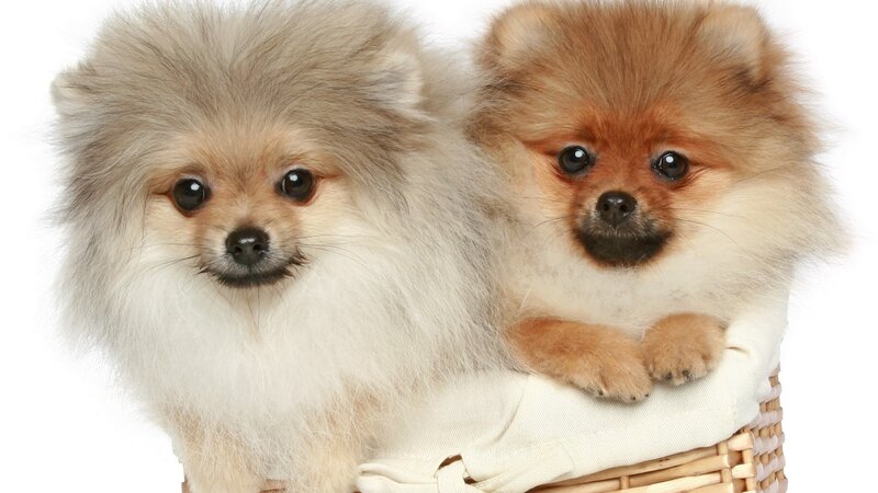 two pomeranian dogs in basket