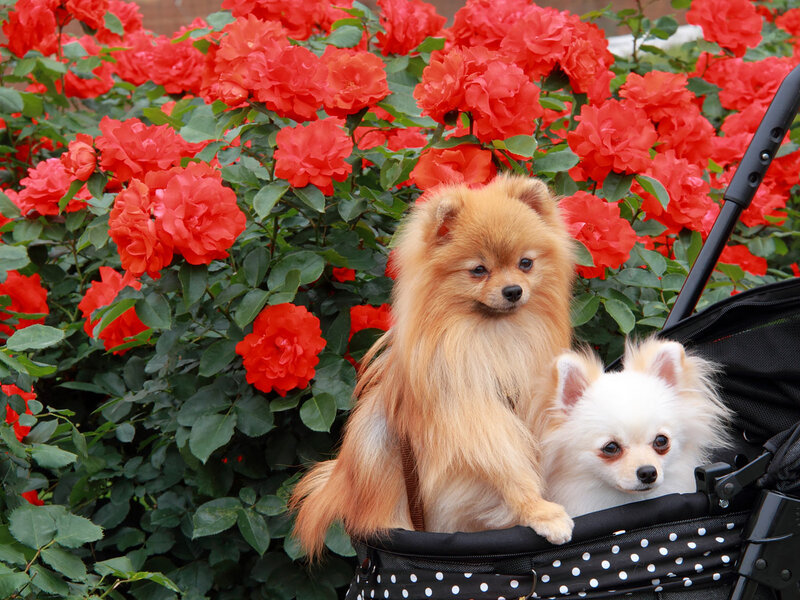 Two Pomeranian Dogs — Red