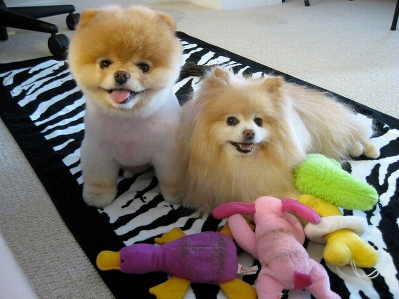 Two Pomeranian Dogs