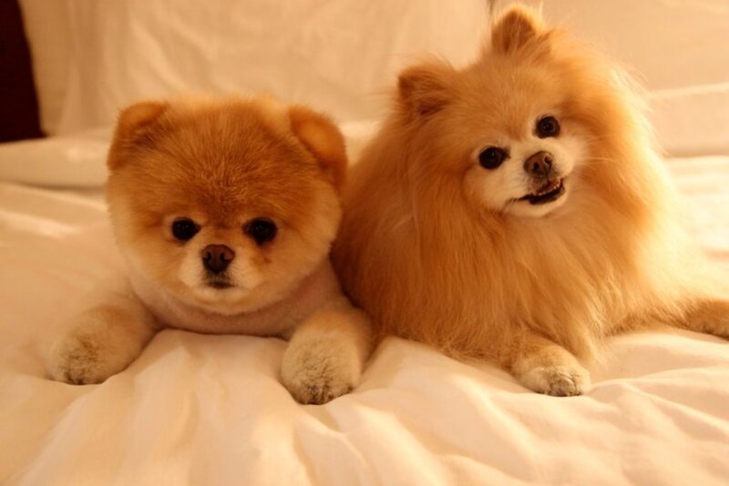 Two Pomeranian Dogs — White