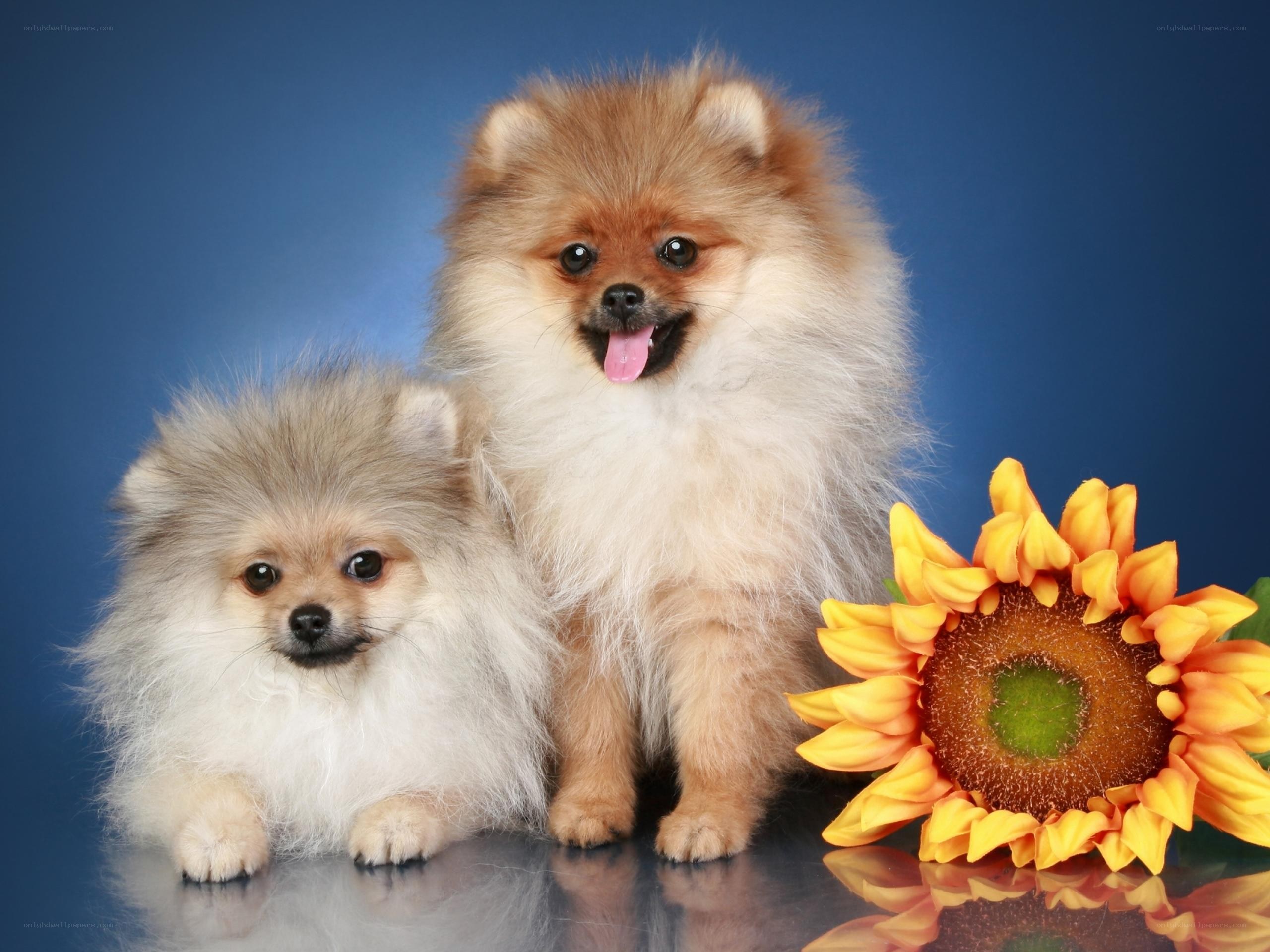 Two Pomeranian dogs with a sunflower