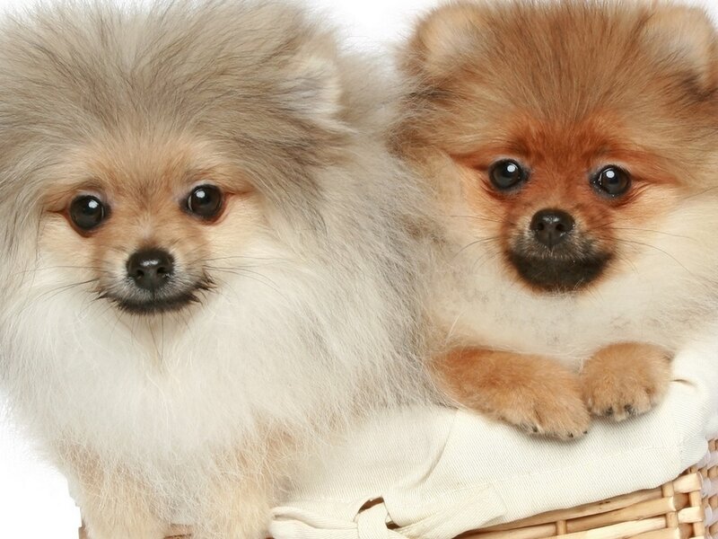 Two Pomeranian Puppies — Brown, Calm
