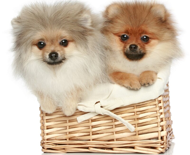 Two Pomeranian Puppies — Brown