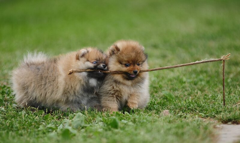 Two Pomeranian Puppies — Green, Playful