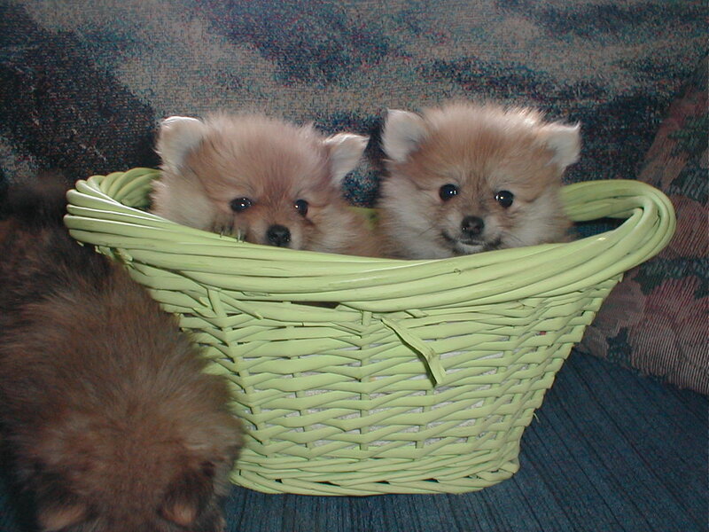 Two Pomeranian Puppies — Green