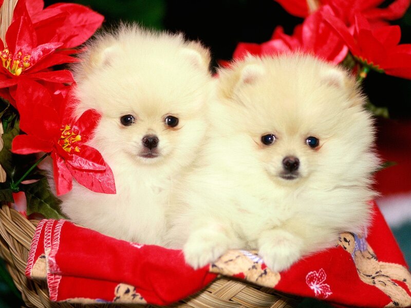 Two Pomeranian puppies in a basket