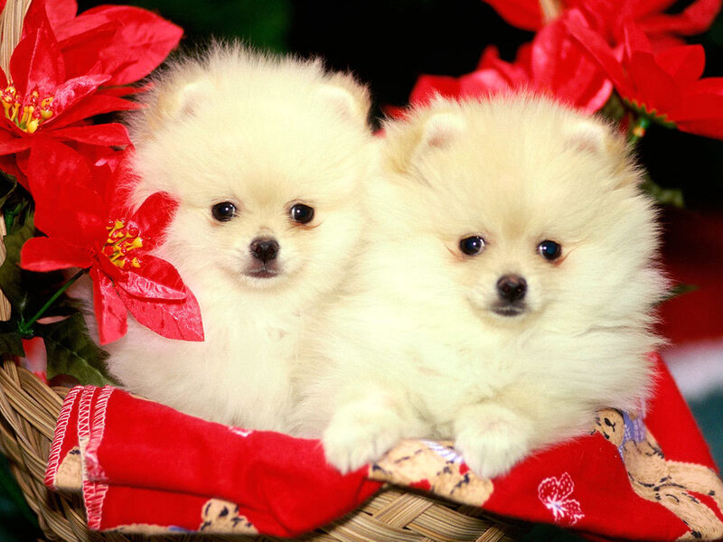Two Pomeranian puppies in a basket