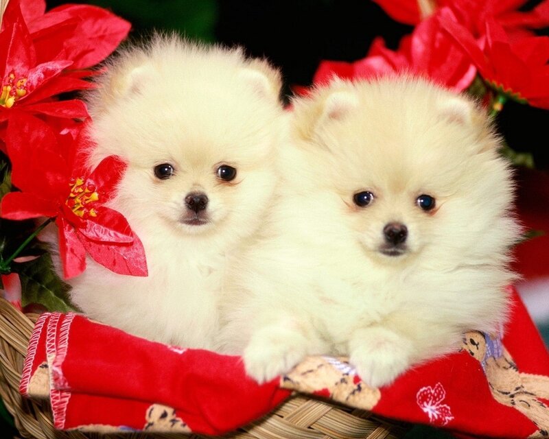 Two Pomeranian puppies in a basket