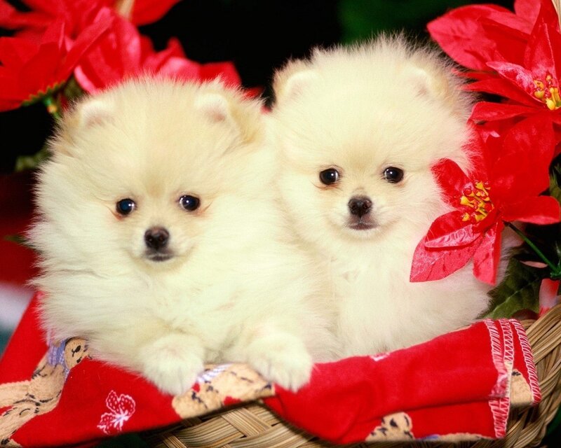 Two Pomeranian puppies in basket