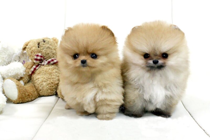 Two Pomeranian Puppies — White, Calm
