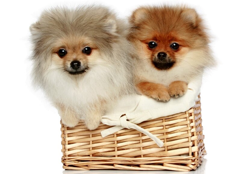 Two Pomeranian Puppies — White, Cute