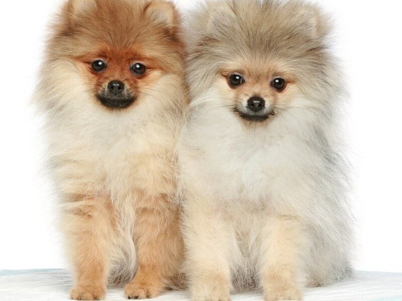 Two Pomeranian Puppies — White