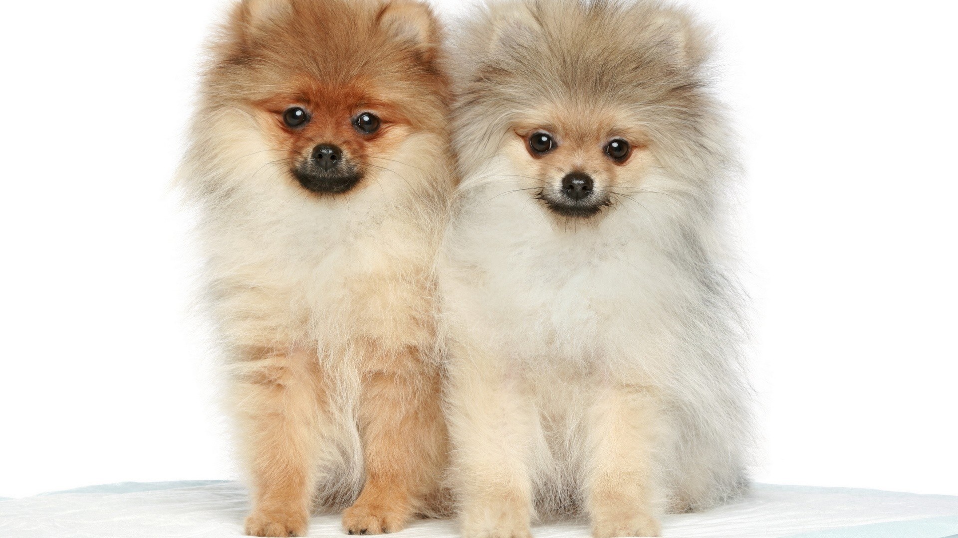 Two Pomeranian puppies