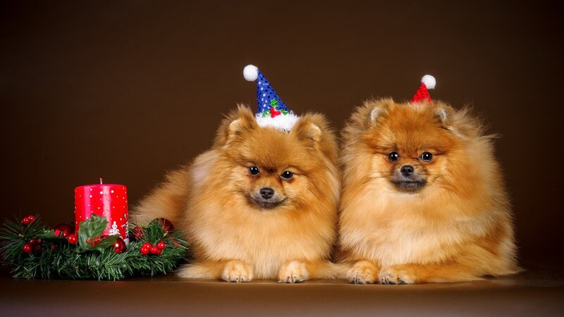 Two Pomeranians in Santa hats