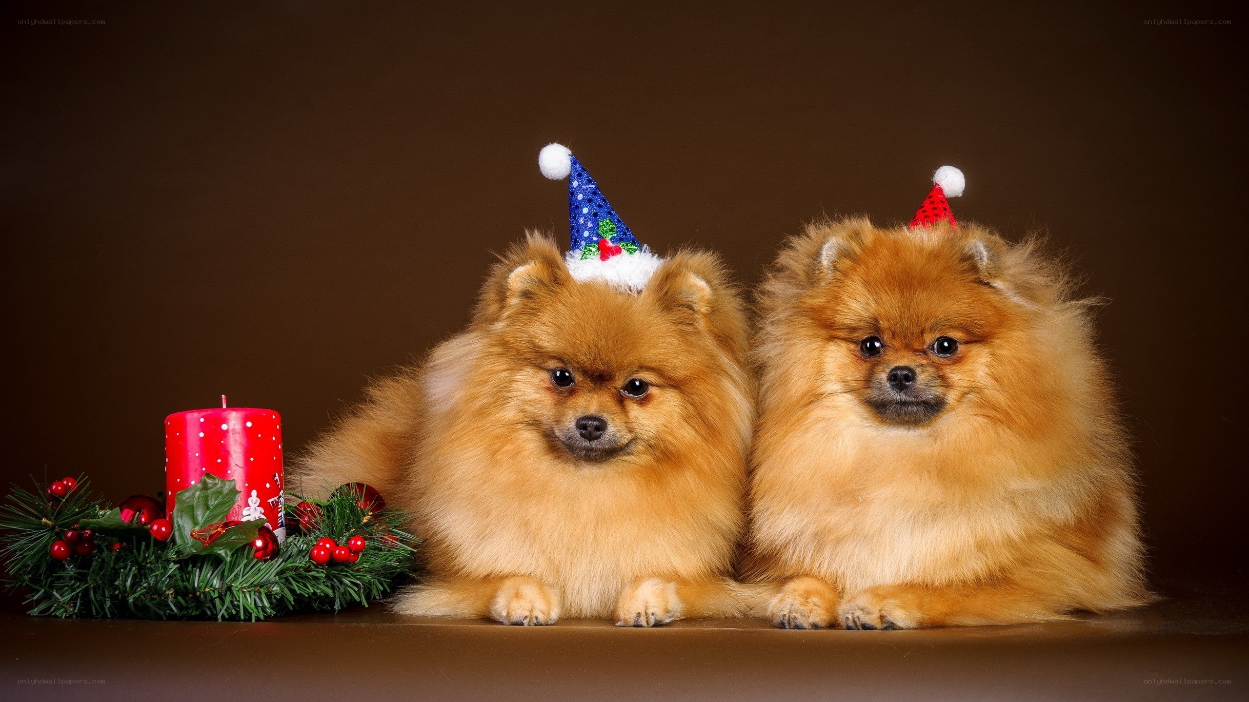 Two Pomeranians in Santa hats