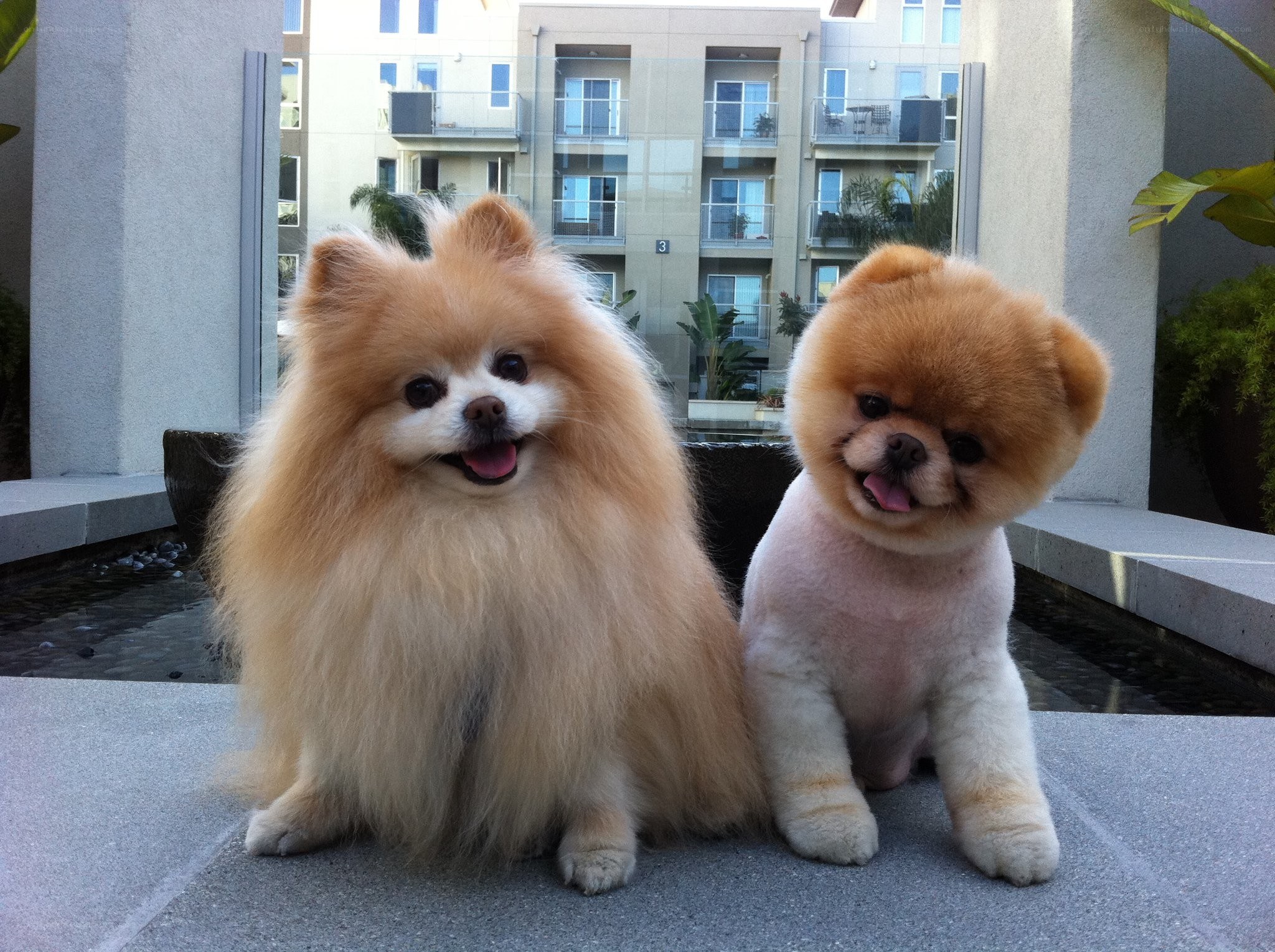 Two Pomeranians sitting together