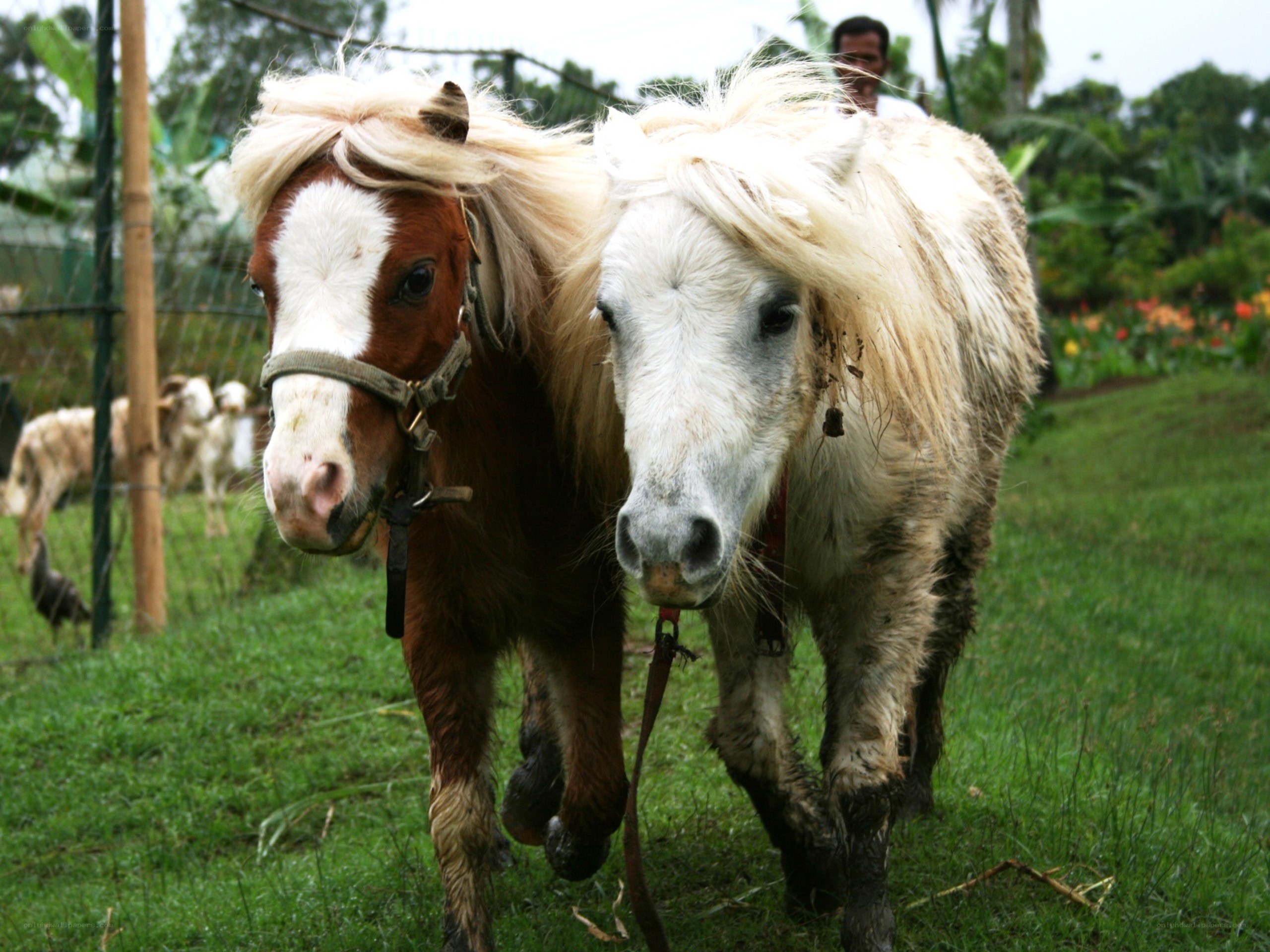 Two ponies in a grassy field