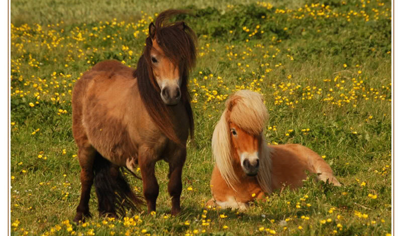 Two Ponies in Field — Green