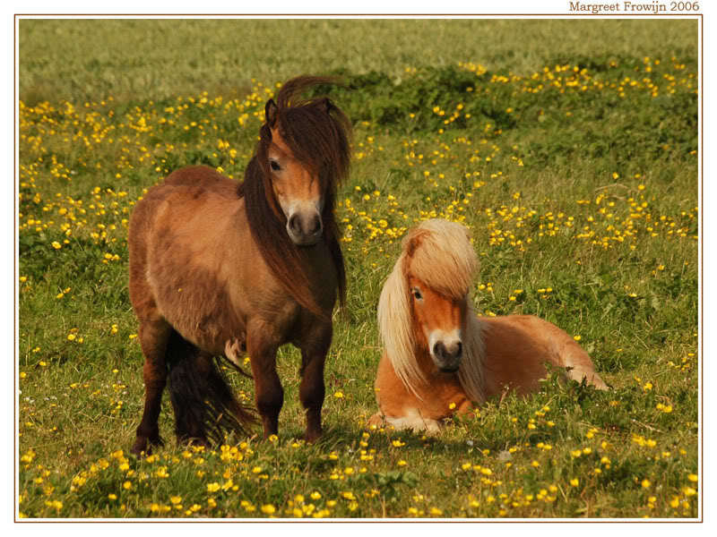 Two Ponies in Field