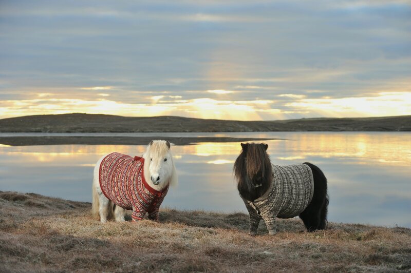 Two Ponies in Sweaters
