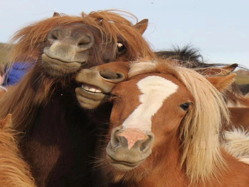 Two Ponies Nuzzling