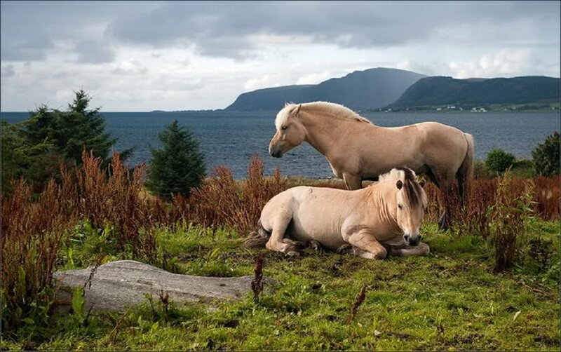 Two Ponies on a Hill