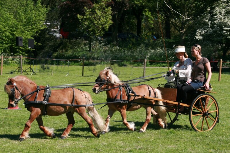 Two Ponies Pulling a Cart