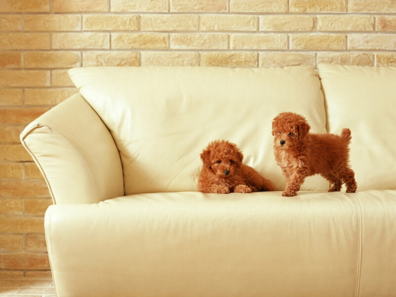 Two Poodle Puppies — Beige, Calm, Photograph, Couch, Brick Wall
