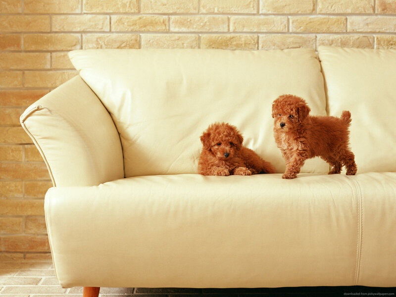 Two Poodle Puppies — Beige