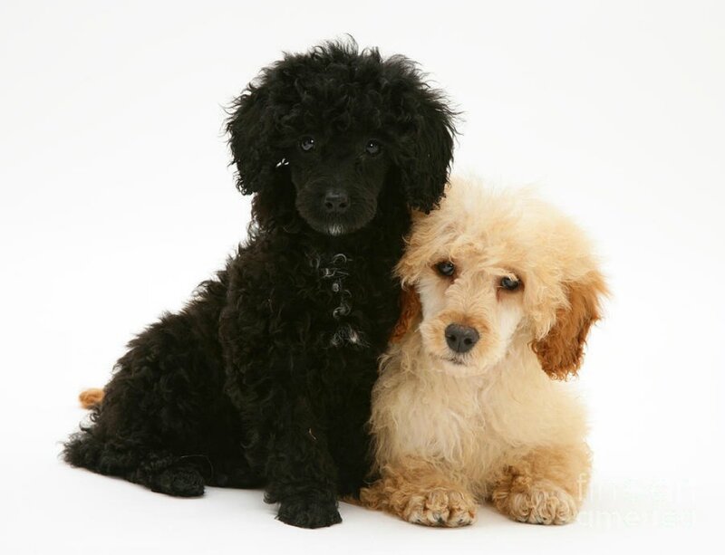 Two Poodle Puppies — Black