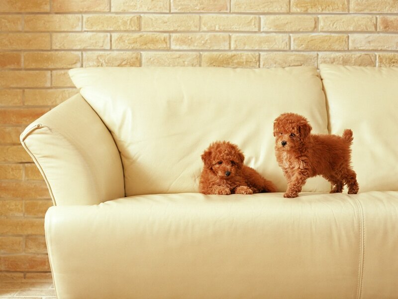 Two Poodle Puppies — Calm