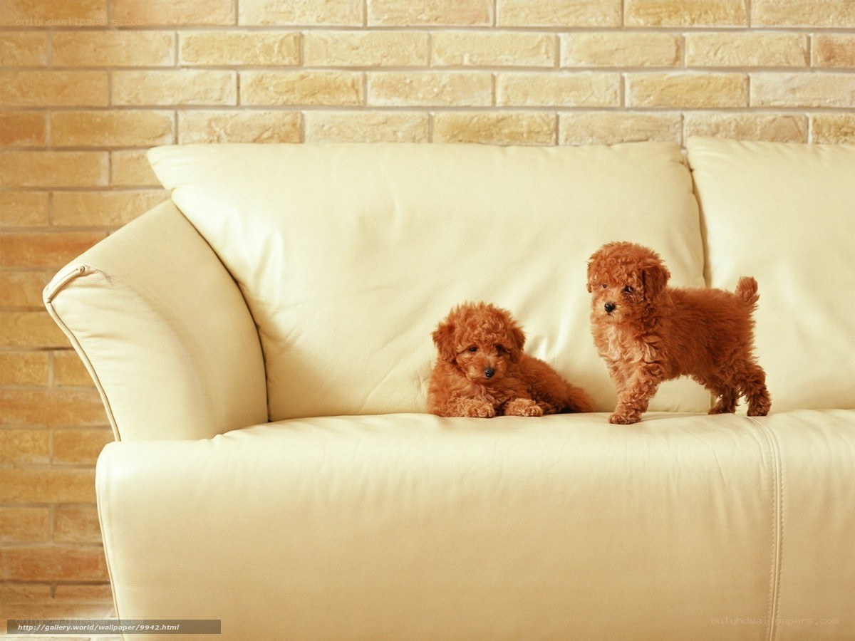 Two poodle puppies on a sofa