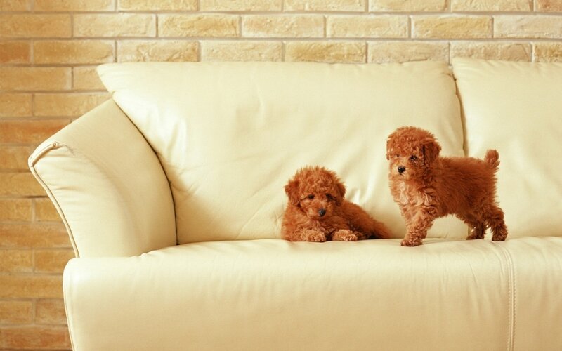 Two Poodle Puppies