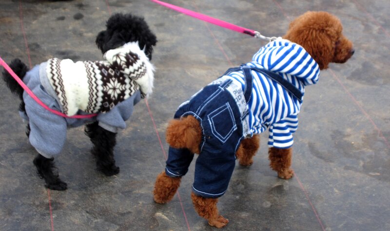 Two Poodles in Clothes