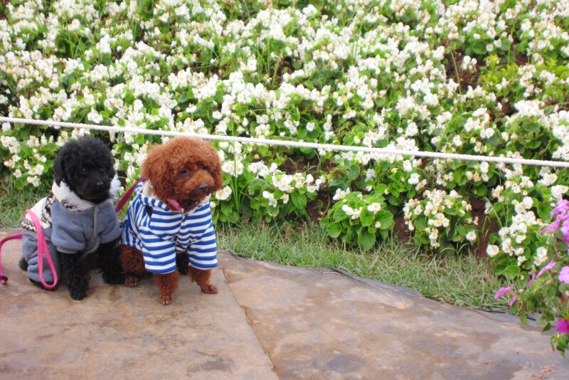 Two Poodles in Coats