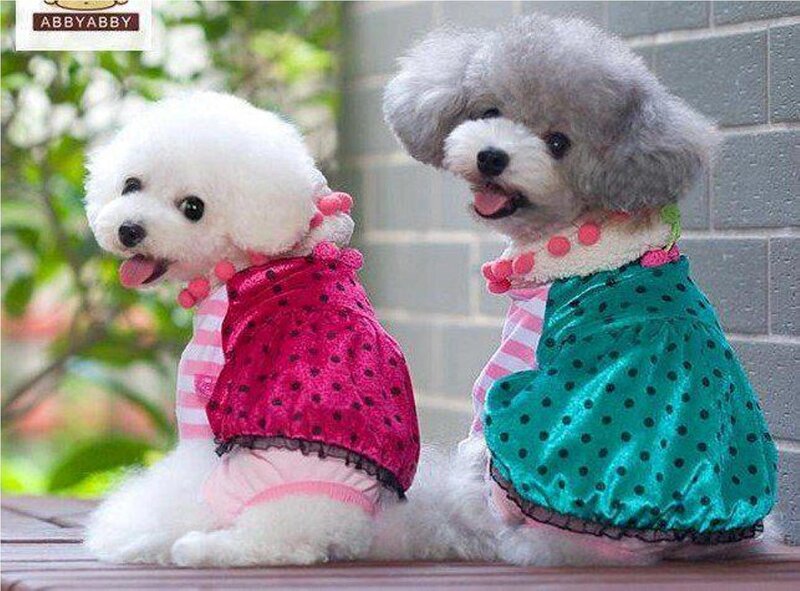 Two Poodles in Dresses
