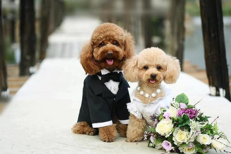 Two Poodles in Wedding Attire