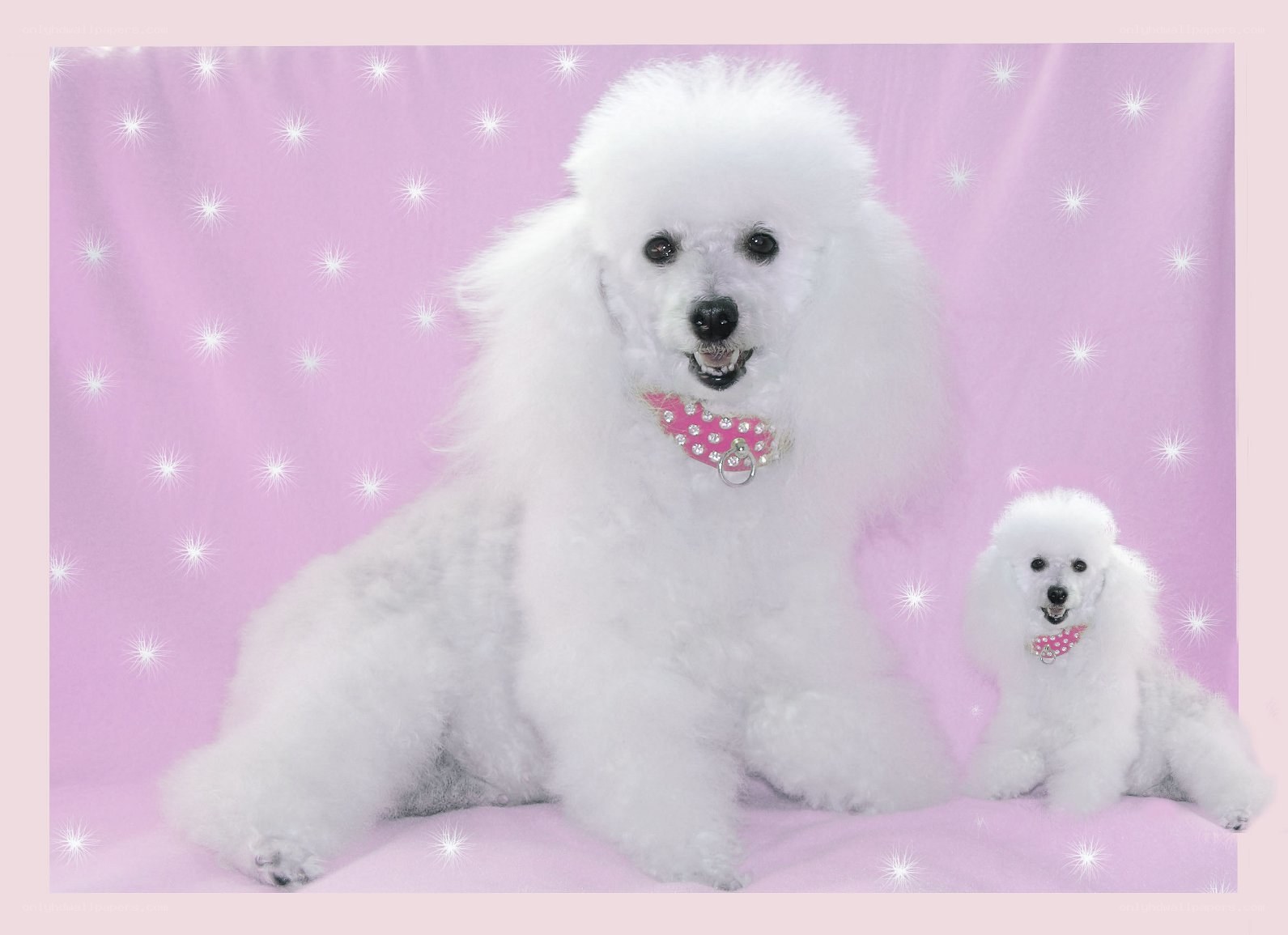 Two poodles on pink background