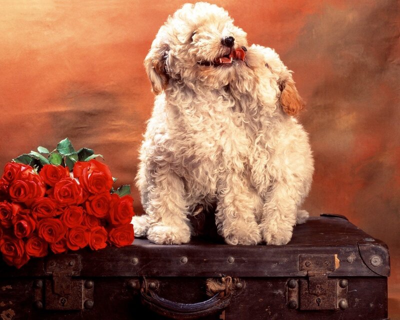 Two Poodles on Suitcase — Red, Calm
