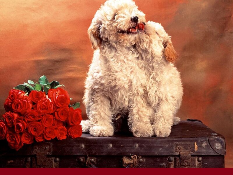 Two Poodles on Suitcase — Red