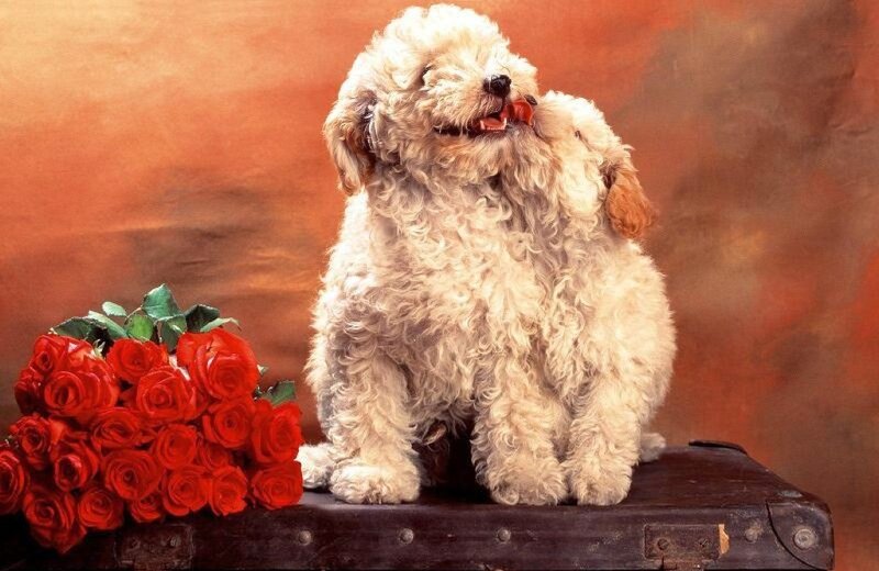 Two Poodles on Suitcase