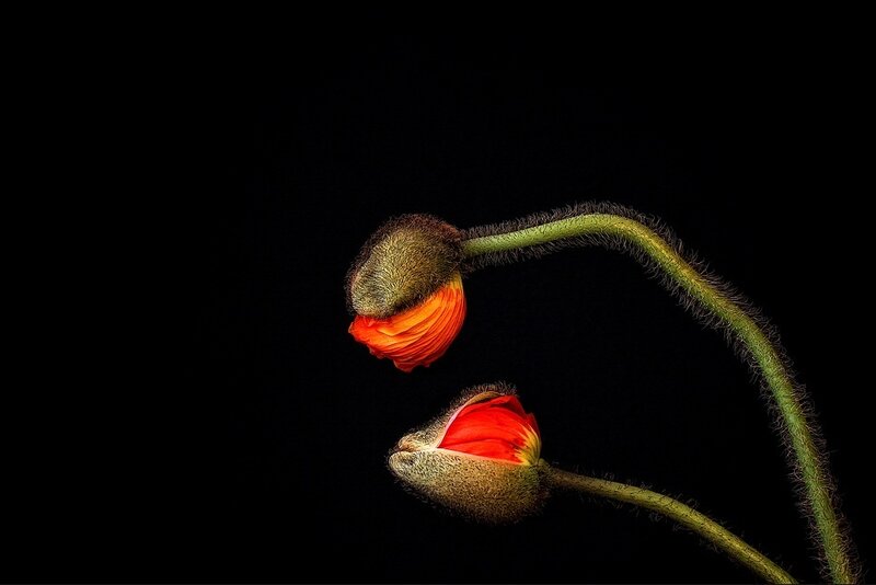 Two Poppy Buds — Red, Dramatic