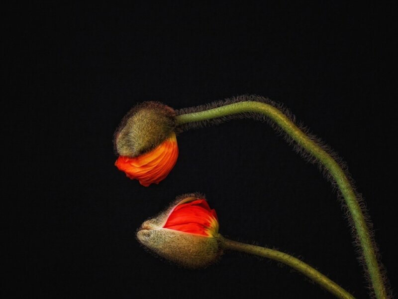 Two Poppy Buds — Red
