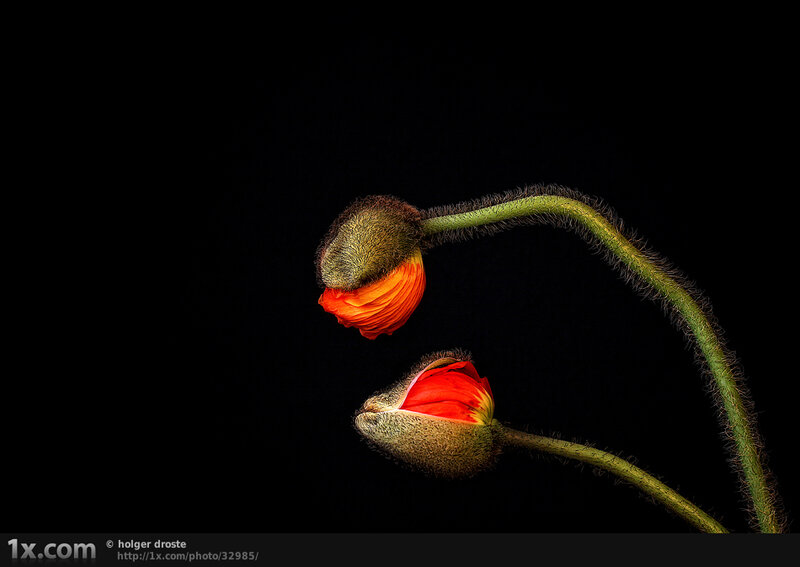 Two Poppy Buds
