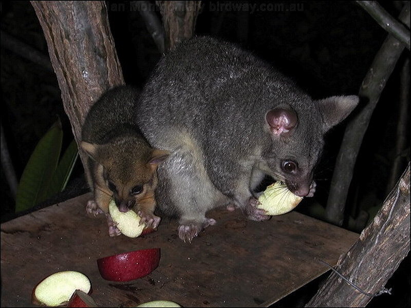 Two Possums Eating Fruit