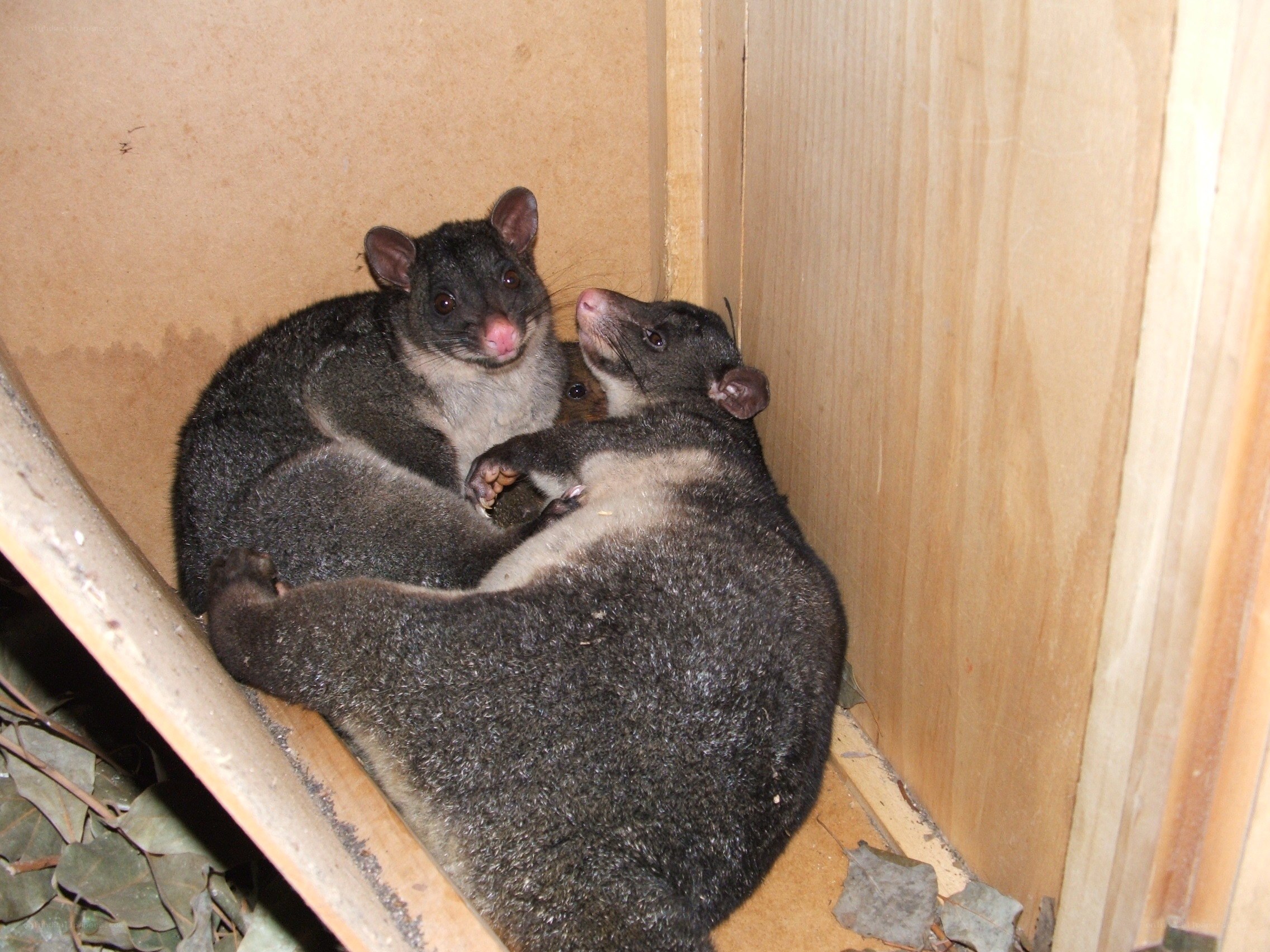 Two possums in a wooden box