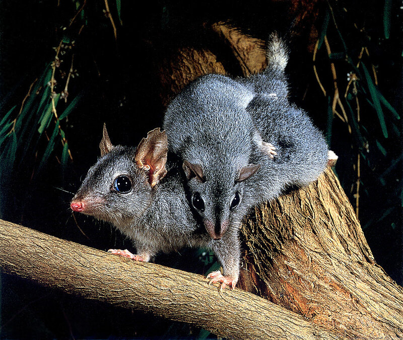 Two possums on a tree branch